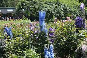 91 - Butchard Gardens  - IMG_1697